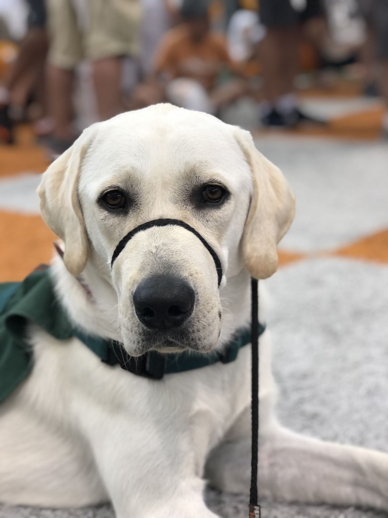 Tango the service dog